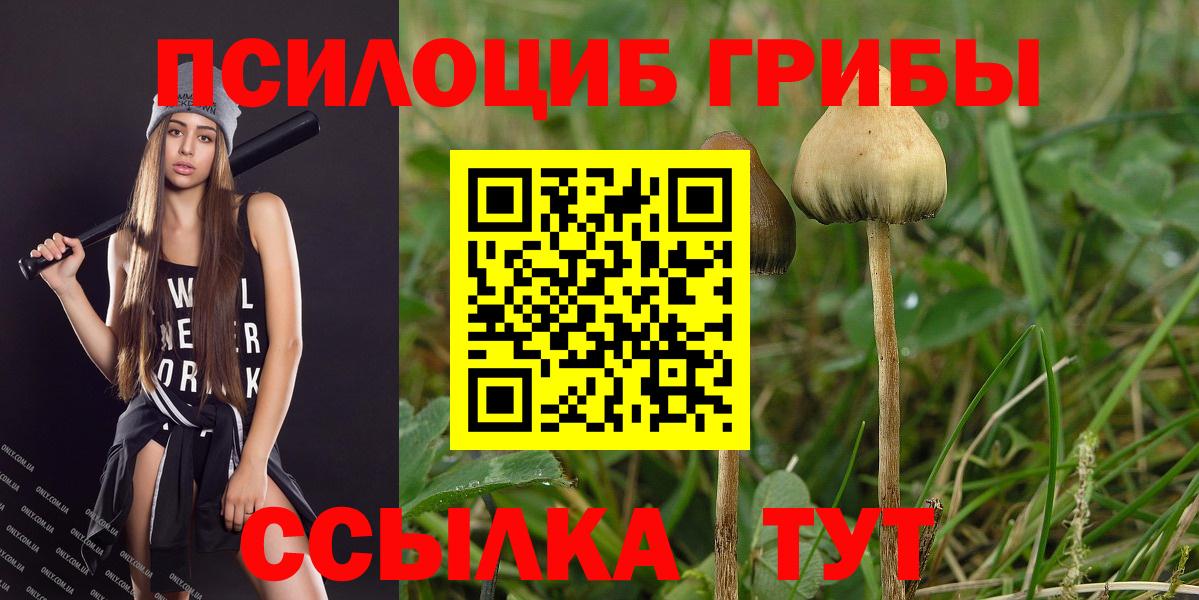 Псилоцибиновые грибы Psilocybe Губкинский